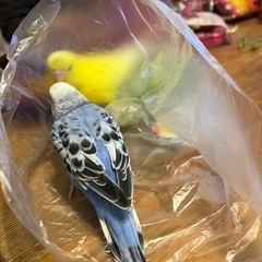 セキセイインコ探しています - 塩竈市