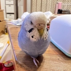 セキセイインコ探しています − 宮城県