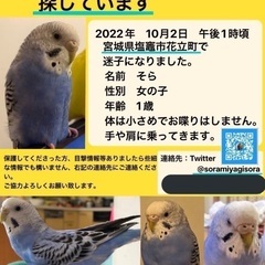 セキセイインコ探しています
