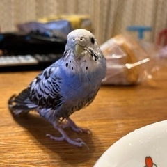 セキセイインコ探しています - 助け合い