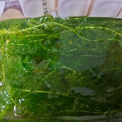 水草のアナカリス(無農薬)数本、無料でいりませんか？