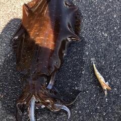 釣り仲間募集 - 広島市