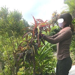 【お庭の植栽管理のお手伝い】 未経験者大歓迎！3時間〜働けます！！の画像