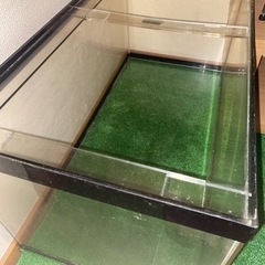 熱帯魚、海水魚、水槽の画像