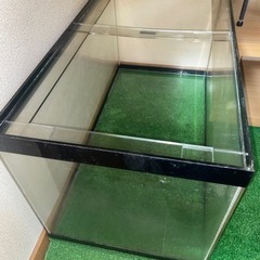 熱帯魚、海水魚、水槽の画像