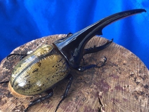 ヘラクレスオオカブト♂143.5mm