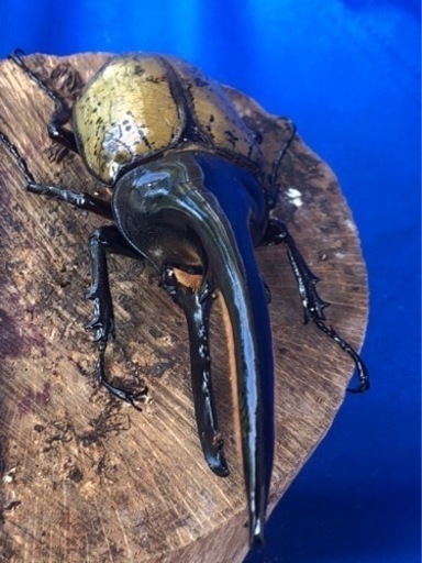 ヘラクレスオオカブト♂143.5mm