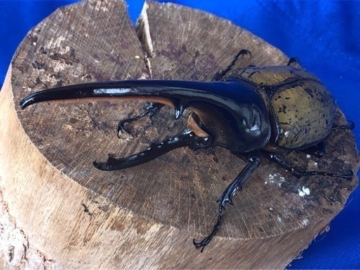 ヘラクレスオオカブト♂143.5mm