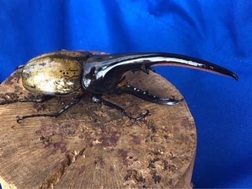 ヘラクレスオオカブト♂143.5mm