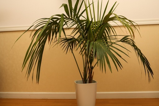 ケンチャヤシ 8号　モンステラ　 セット　観葉植物　インテリア