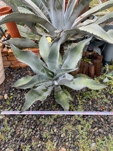 人気のアガベ