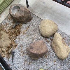 庭石⭐︎引き取り決まりました。