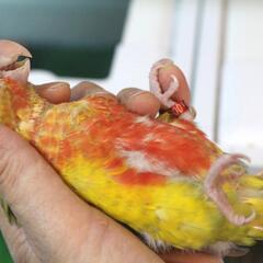 ウロコインコの里親募集です