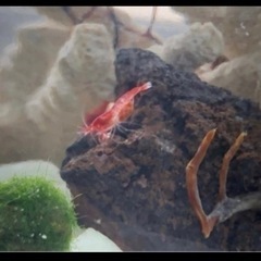 飼育えび ピクシーシュリンプ  稚えび  セット④