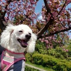 お譲りしていただければ助かりますm(_ _)m