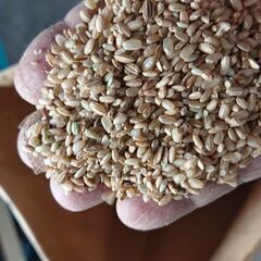くず米 クズ米 約29kg くず米 クズ米 約29kg