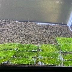 【大阪まで】南米ウィローモスマット3枚の画像