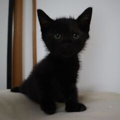お話中　おっとりな黒の画像