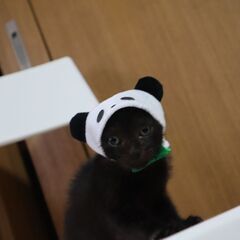お話中　おっとりな黒 - 猫