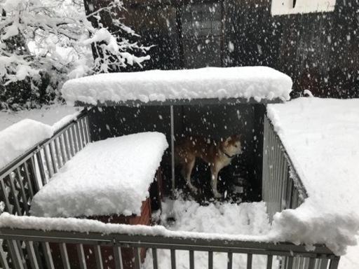 新潟市西蒲区。犬用の檻です。大型犬にピッタリ。