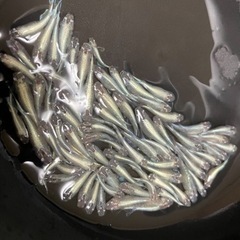 めだか　　サファイア　プラチナ星河リアルロングフィン　シャンパンゴールドの画像