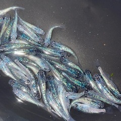 めだか　　サファイア　プラチナ星河リアルロングフィン　シャンパンゴールドの画像