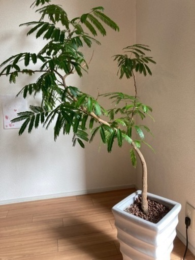 【鉢付き】エバーフレッシュ, 観葉植物