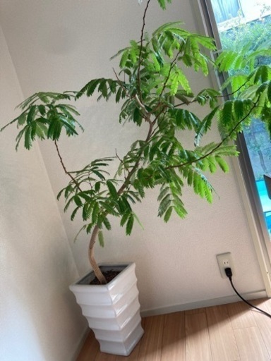 【鉢付き】エバーフレッシュ, 観葉植物