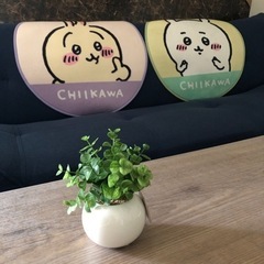 フェイクプランツの画像
