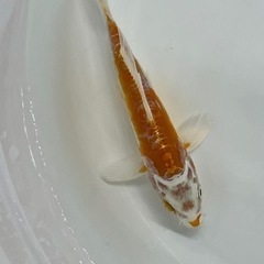 錦鯉　可愛い水槽飼育サイズ　魚　鯉　光物