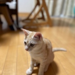 生後6ヶ月の仔猫ちゃんの生命のバトンを繋ぎませんか