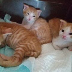 先住の兄猫姉猫とラブラブです！8/30生　お膝大好き銀太くん − 神奈川県