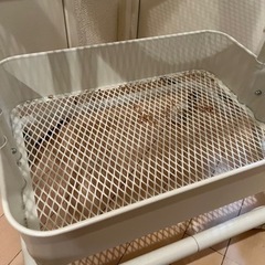 ·͜· ︎︎無料でお譲りします·͜· ︎︎の画像