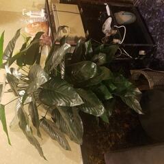 観葉植物 造花