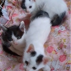 猫好きさん、里親さんになりませんか？