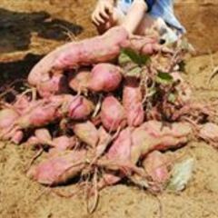 10月は芋掘り&ミカン食べ放題行きましょう♪ - 豊島区