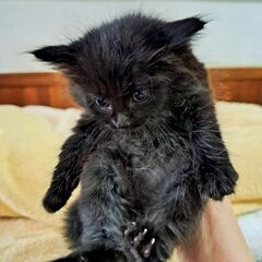 黒長毛とタキシード半長毛の兄妹子猫