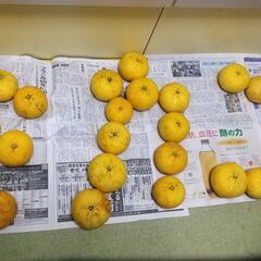 10月は芋掘り&ミカン食べ放題行きましょう♪ - 友達