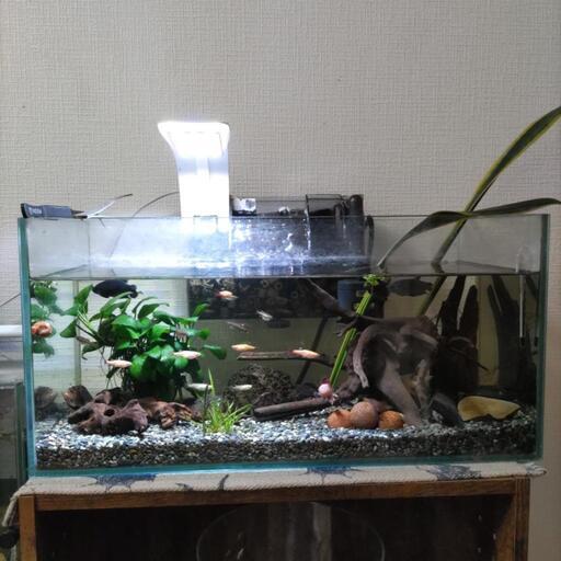 ガラス水槽…