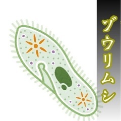 　ゾウリムシ　1本300円〜　メダカ　針子に