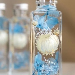 シルバーデージー  pgtの画像