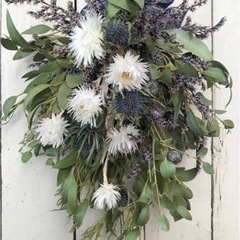 シルバーデージー  pgtの画像