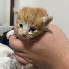 あかとらちゃん　3匹　助けてください