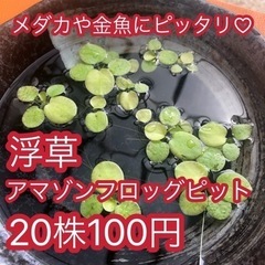 浮草　アマゾンフロッグピット　メダカ　めだか　金魚　水草