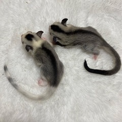 フクロモモンガ　ハロウィンセール開催中😁