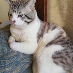 猫を探してます。