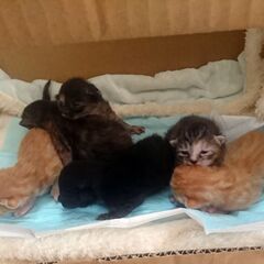 パステルサビの母猫と子猫達の里親募集