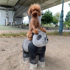 青森市限定。平日日中暇な方。犬友達・友達募集。 − 青森県