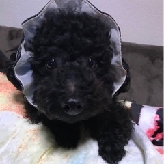 青森市限定。平日日中暇な方。犬友達・友達募集。 - 友達