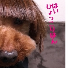 青森市限定。平日日中暇な方。犬友達・友達募集。 - メンバー募集
